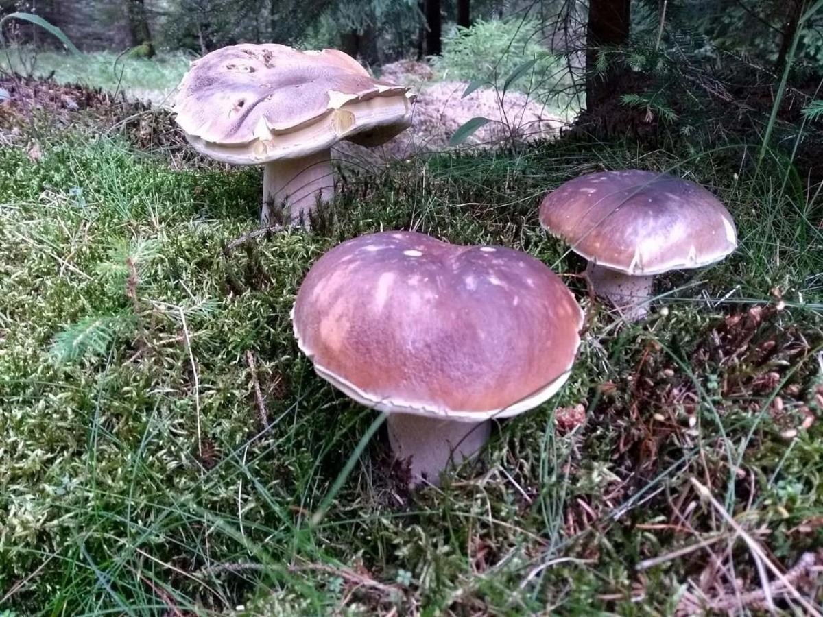 Chalupa Medenecka Kovářská Dış mekan fotoğraf